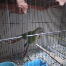 گرینچیک جفت کار داده