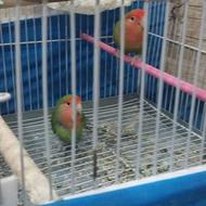 طوطی برزیلی