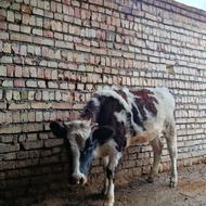 گوساله سالم کاملا سرحال کیلویی یا سرپا 180یا بیشتر میشه