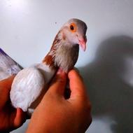 کبوتر بغدادی