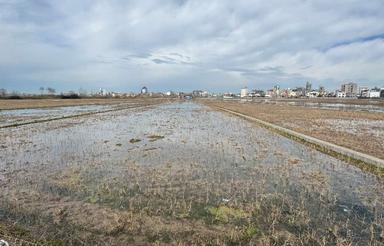 فروش زمین 3500 متر در کمربندی رویان