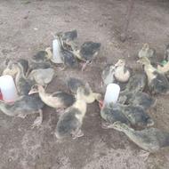 فروش جوجه غاز یکماه