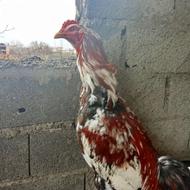 فروش خروس لاری اصیل