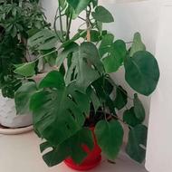 گل ها وپایه هاش فروشی