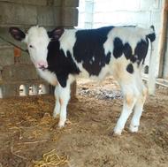 دوراس گوساله سیمینتال نر جنس