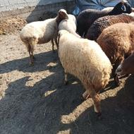 تعدادی گوسفندمیش کشتاری