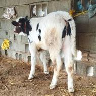 گوساله سیمینتال نر کور از گاو تلیسه