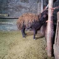 بره نر افشاری پرواری