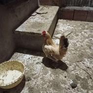 فروش مرغ جاپنیز