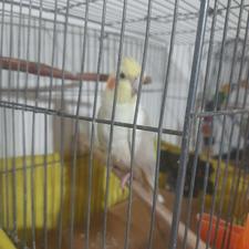 عروس هلندی نر سفید دستی