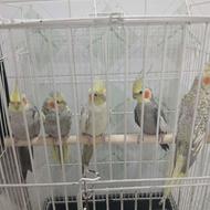 طوطی عروس هلندی