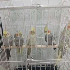 طوطی عروس هلندی