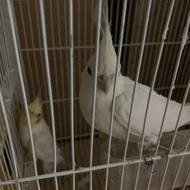 عروس البینو