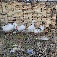 تخم غاز نطفه دار