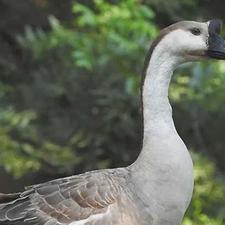 قو غاز بالغ و درشت