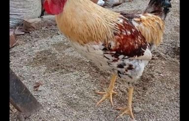 ننلتقترعبقنرعزهیعن