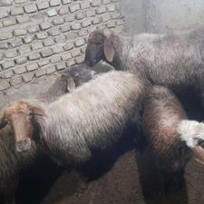 گوسفند وره مار جوان درجه یک