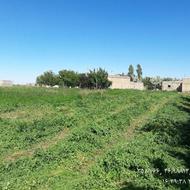 یونجه خالص بدون گیاه