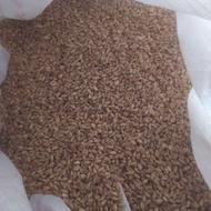 گندم پلمپ....