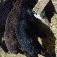 بره شیری علف خور