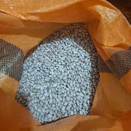 لوبیا چیتی کشت پاییزه امسال