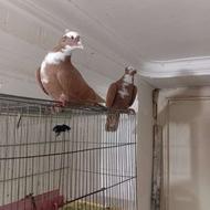 ساری عرب کاکلی