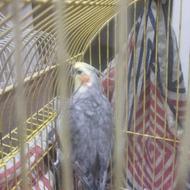 عروسی هلندی