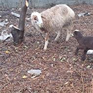 گوسفند ماده بهمراه بره اولین شکم سنگین وزن