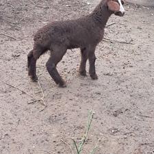 گوسفند ماده بهمراه بره اولین شکم سنگین وزن