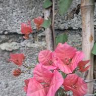 ارزانکده گل