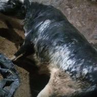 سفید آبی بلژیک