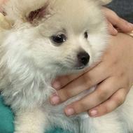 سگ پامرین یک ماهه دختر واگذاری