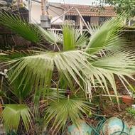 2عدد پالم واشنگتن