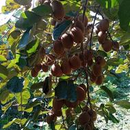 فروش کیوی100 گرم به بالا