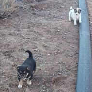 دو عدد توله سگ سرابی واگذاری