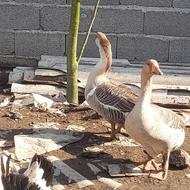 سه عددقوغاز درشت سنگین وزن