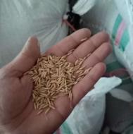 برنج شیرودی بذری