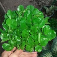 سبزه نارنج باکیفیت