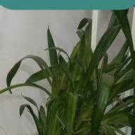 فروش گل فوری