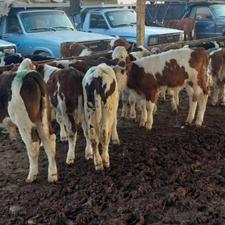 دام سیمینتال