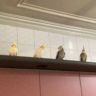 2 جفت عروس هلندی