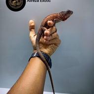 ایگوانا سوپر رد و آلبینو سایز درشت