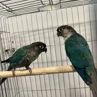 طوطی گرینچیک تراکوییز