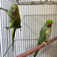 جفت طوطی ملنگو سبز