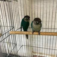 جفت گرینچیک تراکوییز