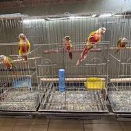 طوطی های مولد گرینچیک