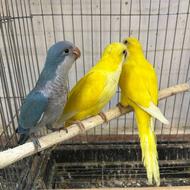 طوطی راهب نر