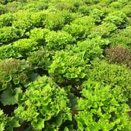 گل سینره باکیفیت بالا