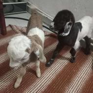 بزغاله نر و ماده