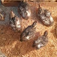 جوجه بلدرچین